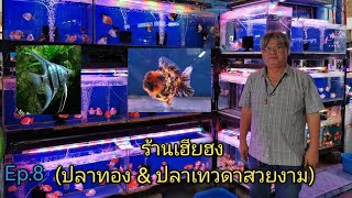 ปลาทองหัว​สิงห์​ &​ ปลาทองออ​รัน​ดา​ (ร้าน​เฮีย​ฮ​ง)​Ep.8