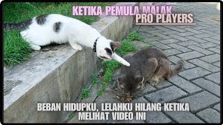 Dasar kucing lucu, kelakuanmu diluar dugaan