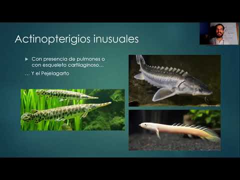Video: ¿Qué significa actinopterygii en ciencia?