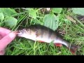 Fishing on the Grand Canal Dublin Ireland Catching roach and perch