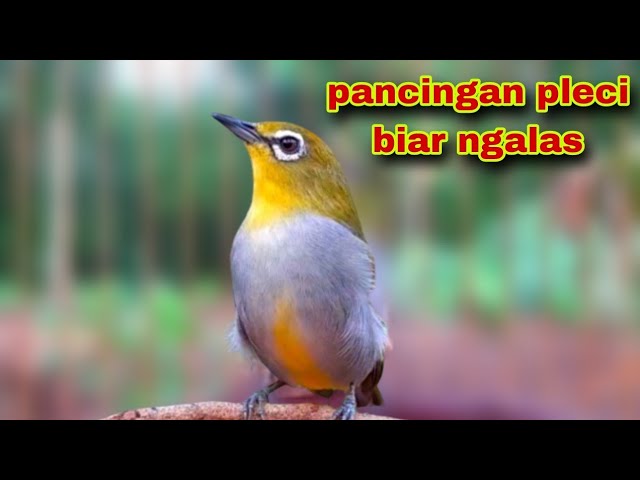 Pleci Bustomi Ngalas Untuk Pancingan Paling Efektif class=