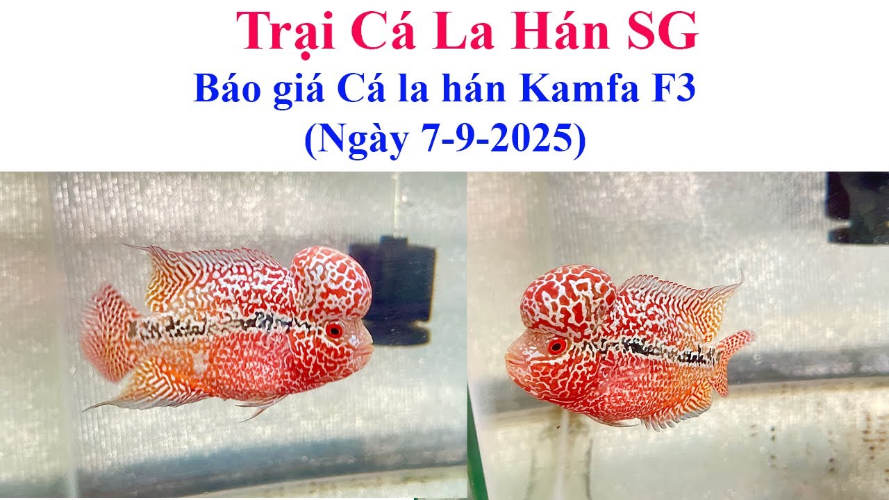 Báo giá cá la hán Kamfa F3 (ngày 7-9-2025) -  Trại Cá La Hán SG