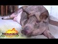 The pampered pet pig of the Andrade family | Matanglawin