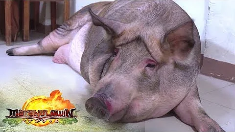 The pampered pet pig of the Andrade family | Matan...