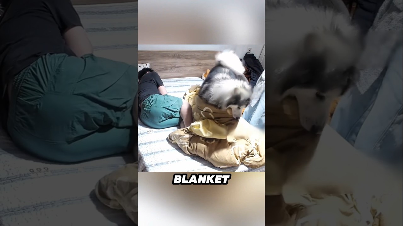 This dog is the ultimate alarm clock 😂