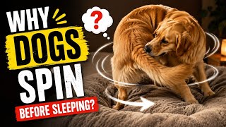 Why Dogs Spin Before Sleeping?