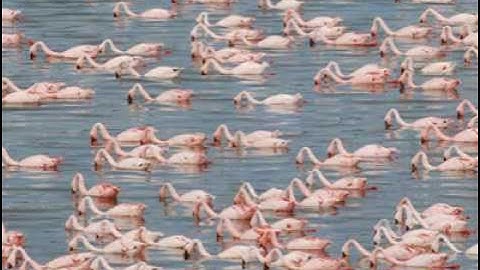 The causes and consequences of harmful algal blooms in East African lakes