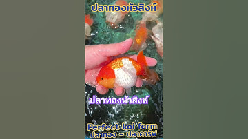 #ปลาทองหัวสิงห์ #มาเลี้ยงปลาทองฮวงจุ้ย #ตู้ปลา #บ่อปลา โทร0803289859