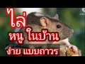 ไล่ หนู ในบ้าน หนีแบบถาวร ง่ายมาก