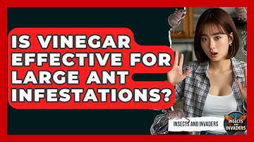 Is Vinegar Effective For Large Ant Infestations? - Insects and Invaders