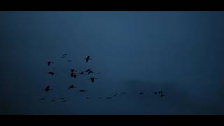 Hollie Kenniff - Always The Light Falls (clip)