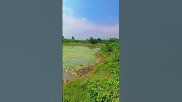 my first vlogs in jungle #vlog# shorts #shortvideo#trending