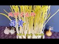 两种方法种蒜黄 17天就能剪第一茬 Yellow garlic sprouts