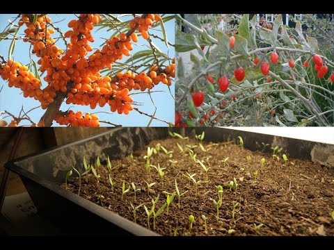 Video: Informácie o rastlinách trnky – na čo sa používajú plody trnky