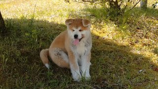 秋田犬、帰還住民の癒やし 原発被災地、福島・南相馬