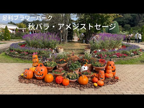 足利フラワーパーク　秋バラ・アメジストセージ
