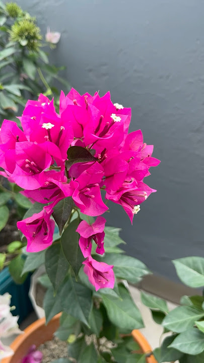 Spring is coming #spring #bougainvillea #flowers