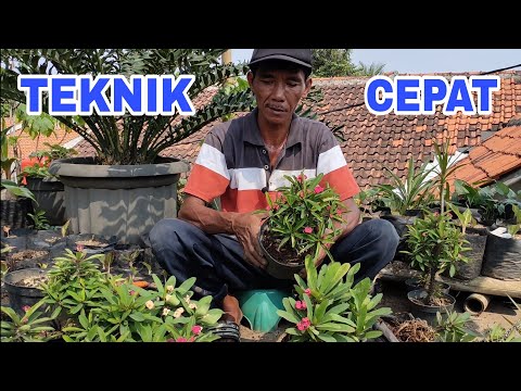 Video: Perawatan Tanaman Euphorbia - Tips Menanam Tanaman Euphorbia