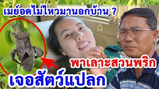 เจอสัตว์แปลกหลังบ้าน ? น้องเมย์อดใจไม่ไหวขอออกมานอกบ้าน ?ขอชิมพริกพี่ดี