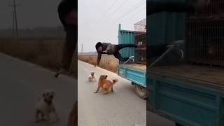 Shocking: Dogs Attack Man in Dog Catching Van 🫢😱