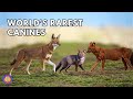 5 of the rarest canines in the world