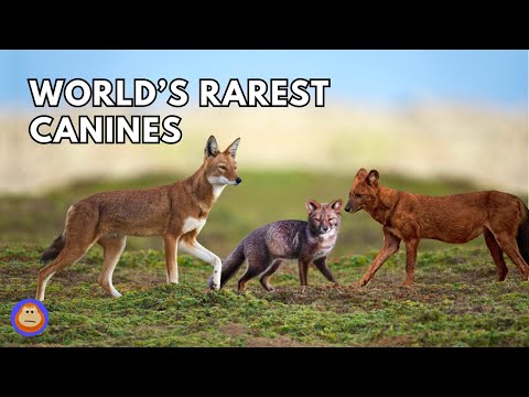 5 of the Rarest Canines in the World