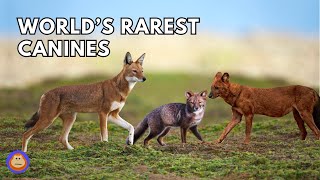 5 of the Rarest Canines in the World