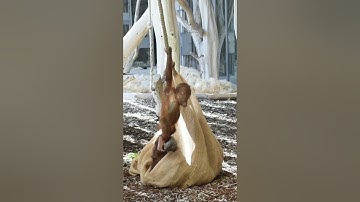 Orangutan Sari Catching Funny Baby Kendari by the Leg#shorts#funnyvideo#orangutans#funnyanimal#zoo