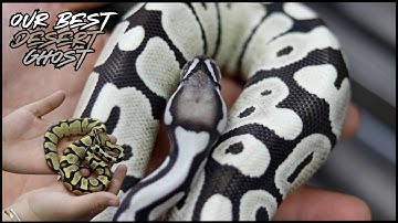 Our Most Exciting Desert Ghost Project EVER!