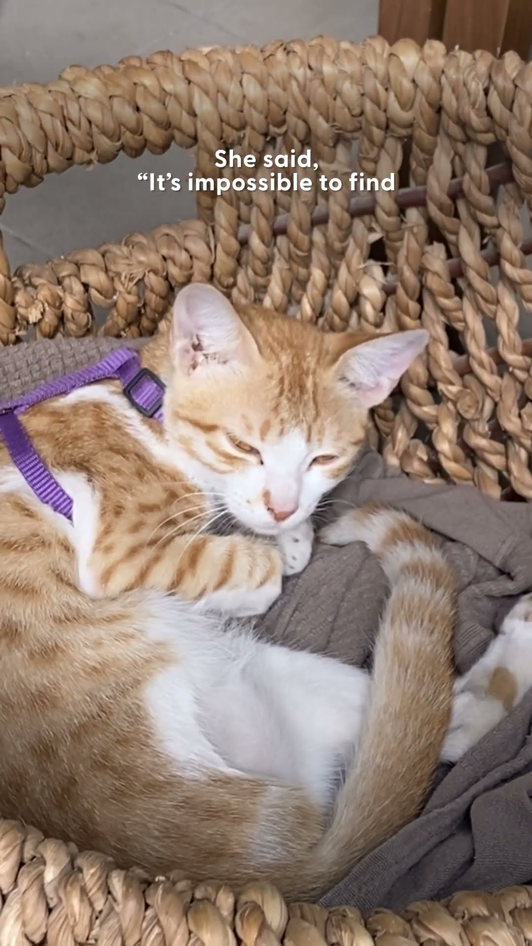 Cat Doctor Gets A DM About A Special Needs Cat In Dubai ? | The Dodo