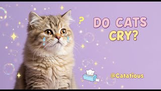 Can Cats Cry? The Truth About Feline Emotions and Behavior Explained