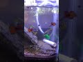 Calm down #love #aquariumfish #amazingaquarium #colourfish #guppy