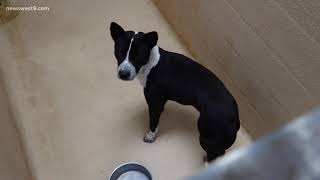 Could Midland learn from Lubbock and Odessa when it comes to no kill shelters?