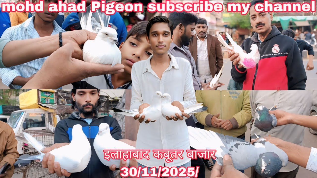 इलाहाबाद कबूतर बाज़ार allahabad kabutari bajar 30/11/2025/ 