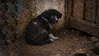 Tiny Puppy Was Mocked, Yelled at Every Day - She Became Friends with the Dark Corner & Loneliness