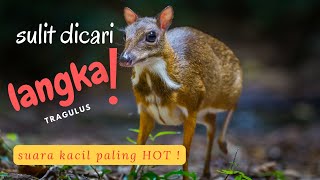 KANCIL AUTO NYAMPERIN PAKE SUARA PIKAT INI - MOUSE DEER SOUND CALLER