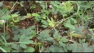 Cycling to Nrupatunga Betta at Hubballi. Touch me not plant.