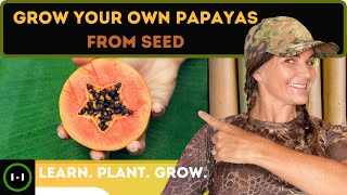 Papaya Seed Planting Part 1