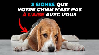 3 Signes Qui Montrent Que Votre Chien N'Est Pas À L'aise Avec Vous