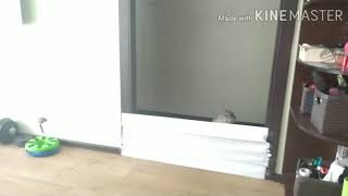 Смешной кот. Что делает кот, если ему перекрыть вход. Приключения кота.