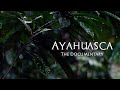 Ayahuasca: The Documentary