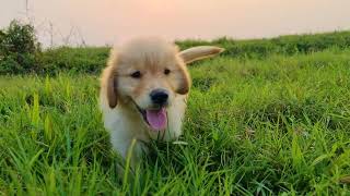 Golden Retriever - The dog watched the sun go down for the first time by Pet Protection  2,147 views 1 year ago 1 minute, 43 seconds