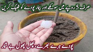 Sukhe Podon Ko Hara Bhara Banane Ka Asaan Tarika Make Dry Plants Green From Organic Fungicide