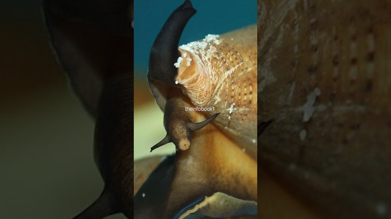 You Will Regret If You Pick This Shell On The Beach 