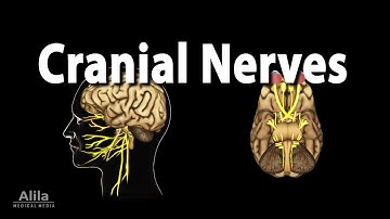 Cranial Nerves: Basic Anatomy, Functions, Effects of Damage, and Clinical Tests, Animation