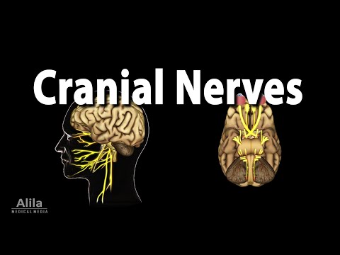 Vídeo: Per què l'avaluació dels nervis cranials?