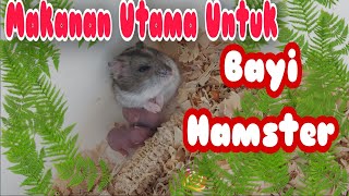 Jenis Hamster Beserta Kisaran Harganya di Indonesia. 