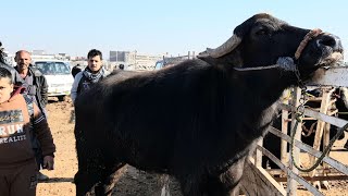 #سوق بيع المواشي في بعقوبة الانواع و الاسعار اليوم 2020/2/3 Market market in Diyala species and pric