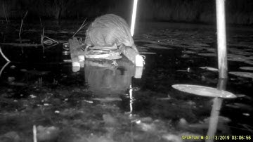 Muskrat - Set off Float Trap