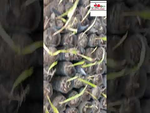 USIYOYAJUA UZALISHAJI MICHE YA CHIKICHI